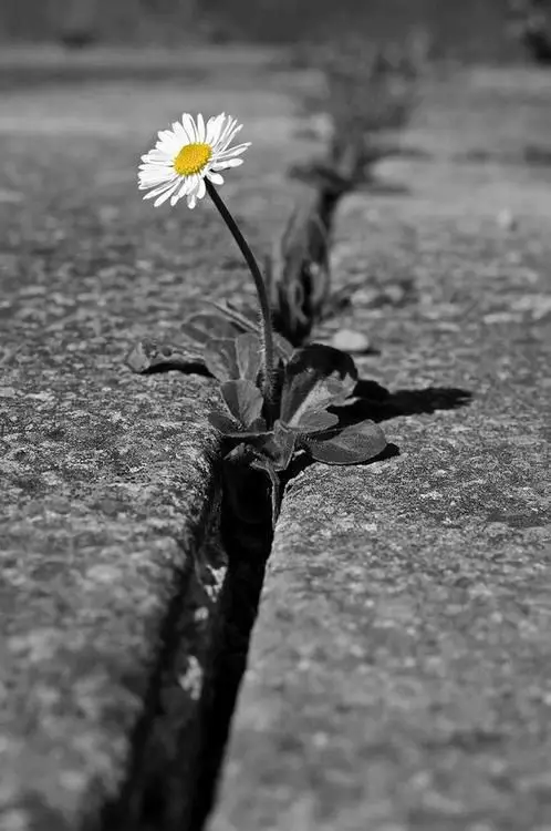 Biała stokrotka przebijająca się przez beton – przesilenie wiosenne a depresja