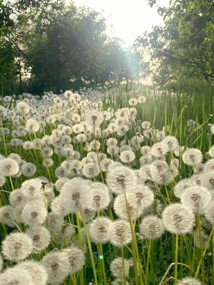 Pole dmuchawców w promieniach słońca, symbol wiosny i lekkości natury