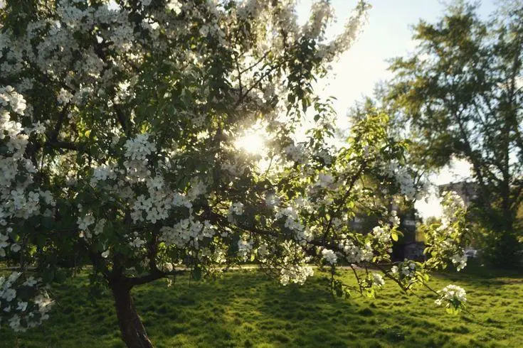 Słoneczny park z zielonymi drzewami i światłem przebijającym przez gałęzie